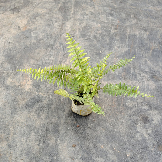 Boston Fern (Nephrolepis exaltata) - Lush Green Air Purifying Indoor Plant (Plant in 6 inch Polybag)