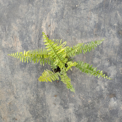 Boston Fern (Nephrolepis exaltata) - Lush Green Air Purifying Indoor Plant (Plant in 6 inch Polybag)