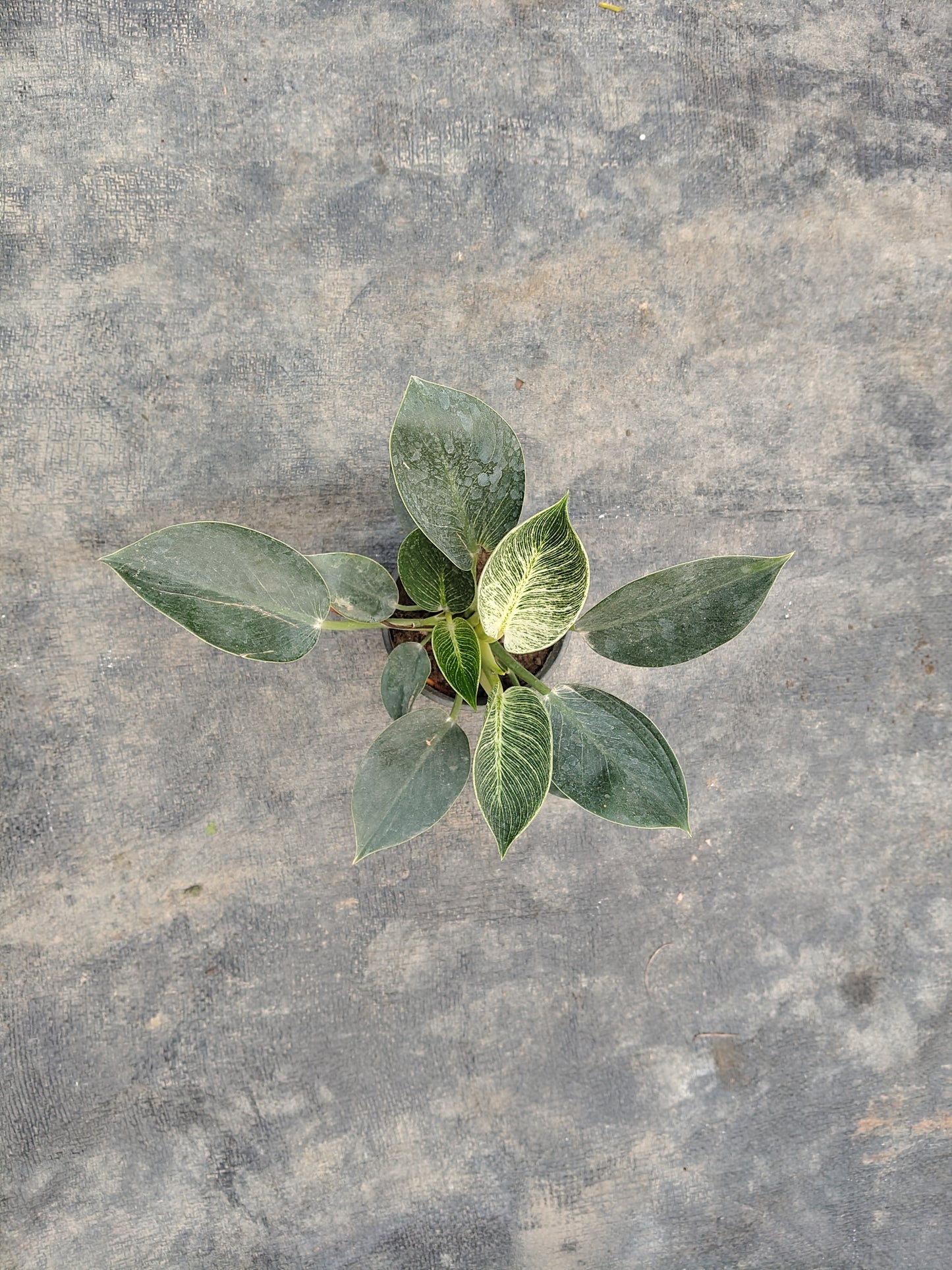 philodendron birkin