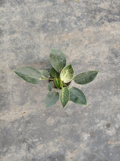 philodendron birkin