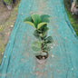 Fiddle Leaf Fig (Ficus Lyrata) - Premium Indoor Air Purifying Plant (Plant in 6 inch Polybag)