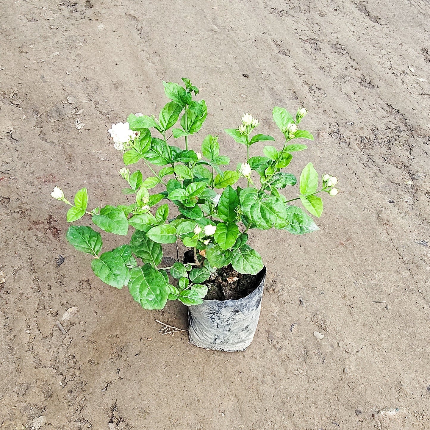 Mogra Plant in 6 inch nursery bag for Fragrance & Home Decoration | PlantNCR