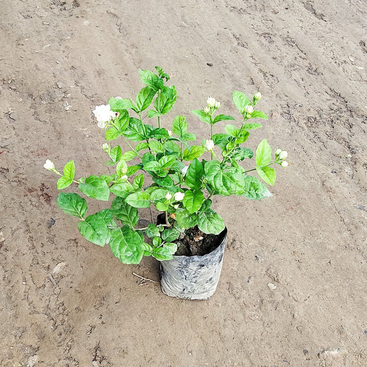 Mogra Plant in 6 inch nursery bag for Fragrance & Home Decoration | PlantNCR