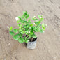 Mogra Plant in 6 inch nursery bag for Fragrance & Home Decoration | PlantNCR