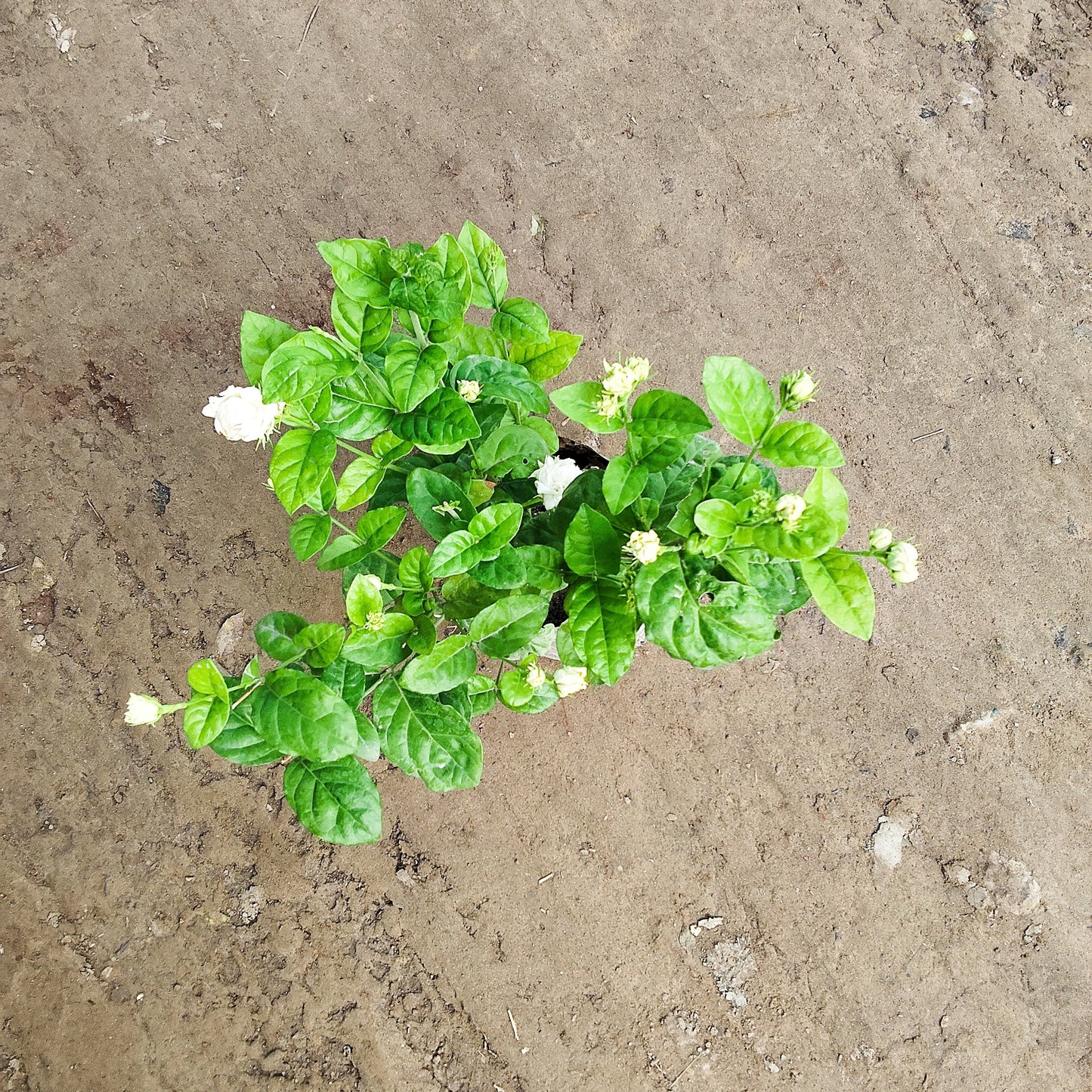 Mogra Plant in 6 inch nursery bag for Fragrance & Home Decoration | PlantNCR