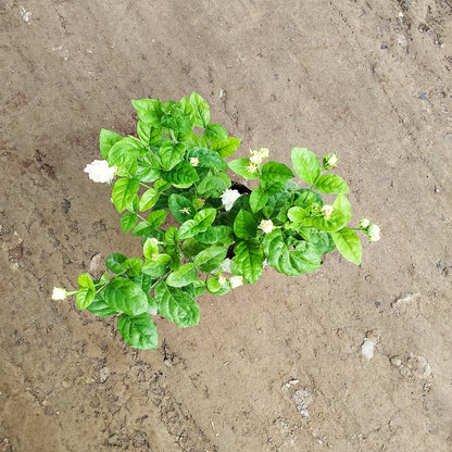 Mogra Plant in 6 inch nursery bag for Fragrance & Home Decoration | PlantNCR