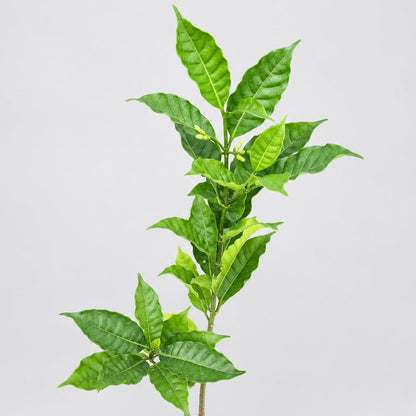 A small green leafy plant in a black nursery pot on a concrete ground, with parts of a person's legs visible on the left side of the frame.