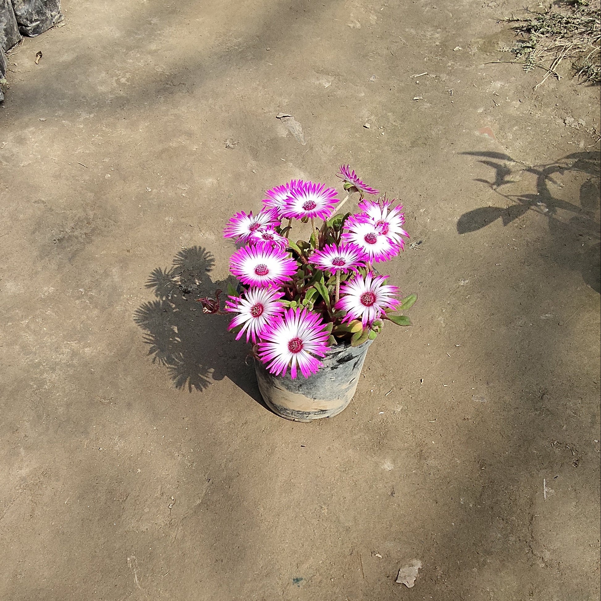 Ice-plant-pot