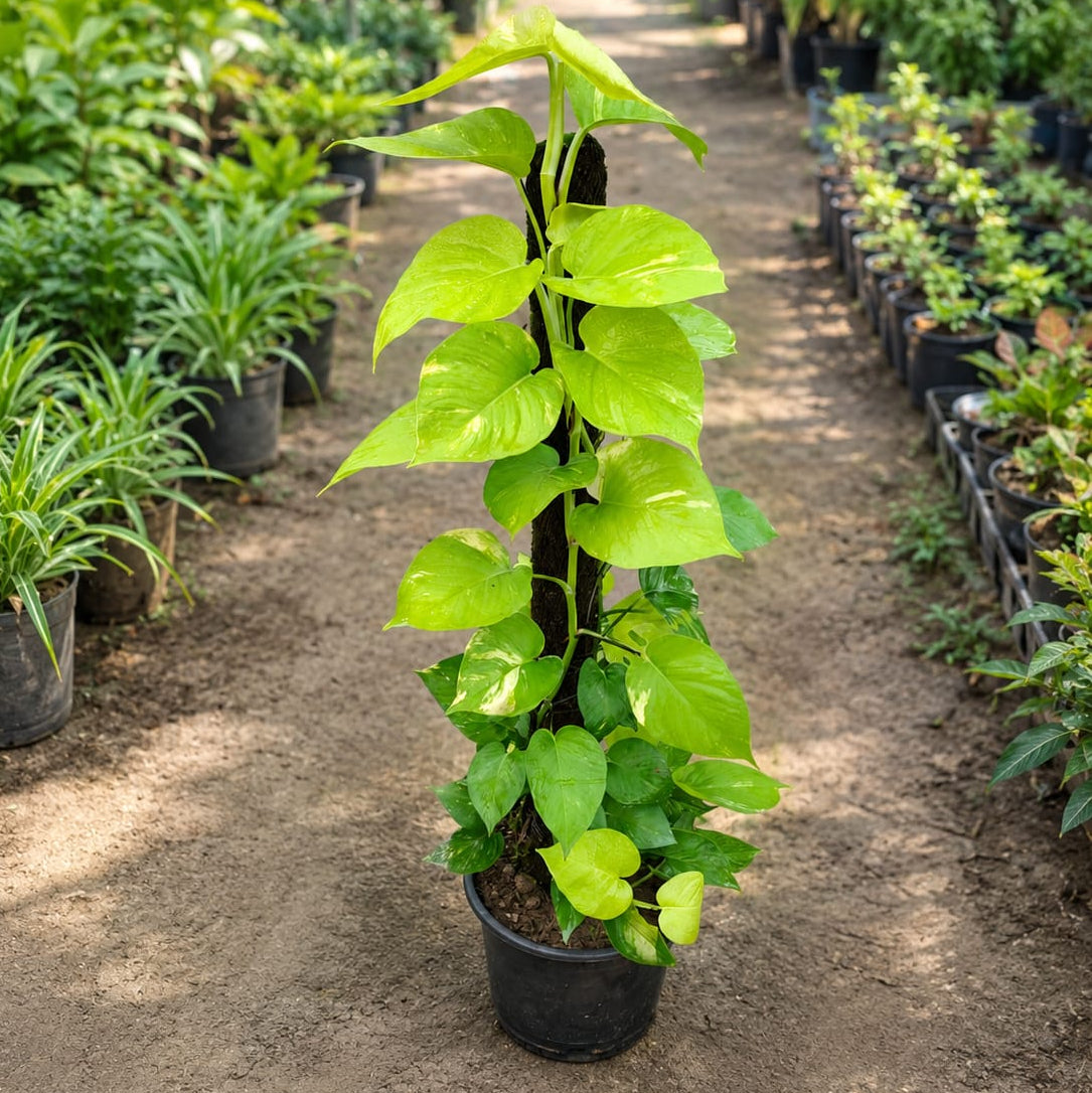 Money Plant on 4 Feet Moss Stick in 10 Inch Pot