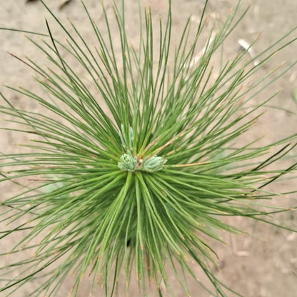 Pine / Cheed Plant Sapling - Hardy Evergreen Conifer - 4 Inch Nursery Bag