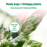 Mealy Bug Buster Spray (100ml) - All-Natural Organic Pest Control for Mealybugs