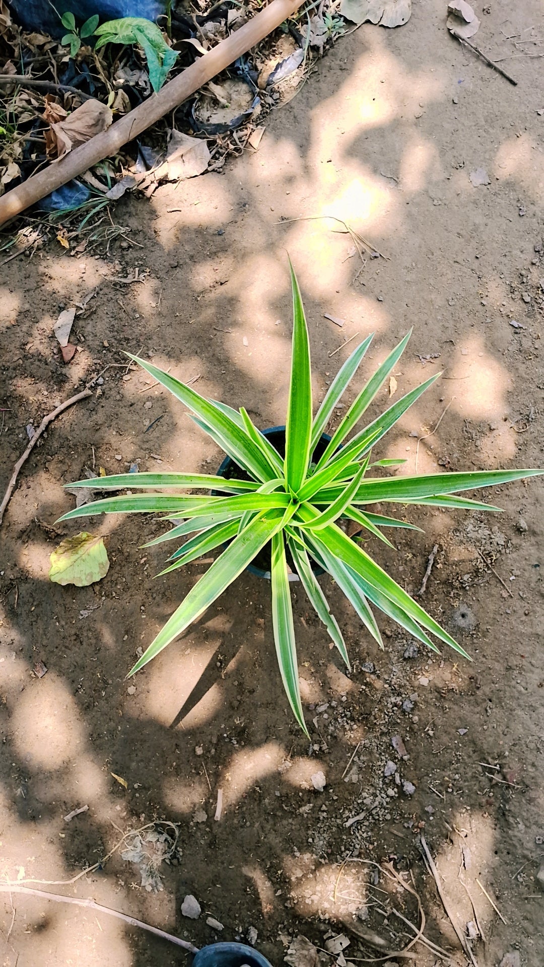 Spider plant in 6 inch pot Plantncr