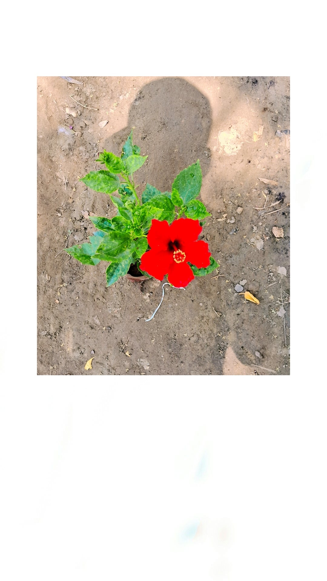 Hibiscus (Pune) plant in 5 inch polybag Plantncr