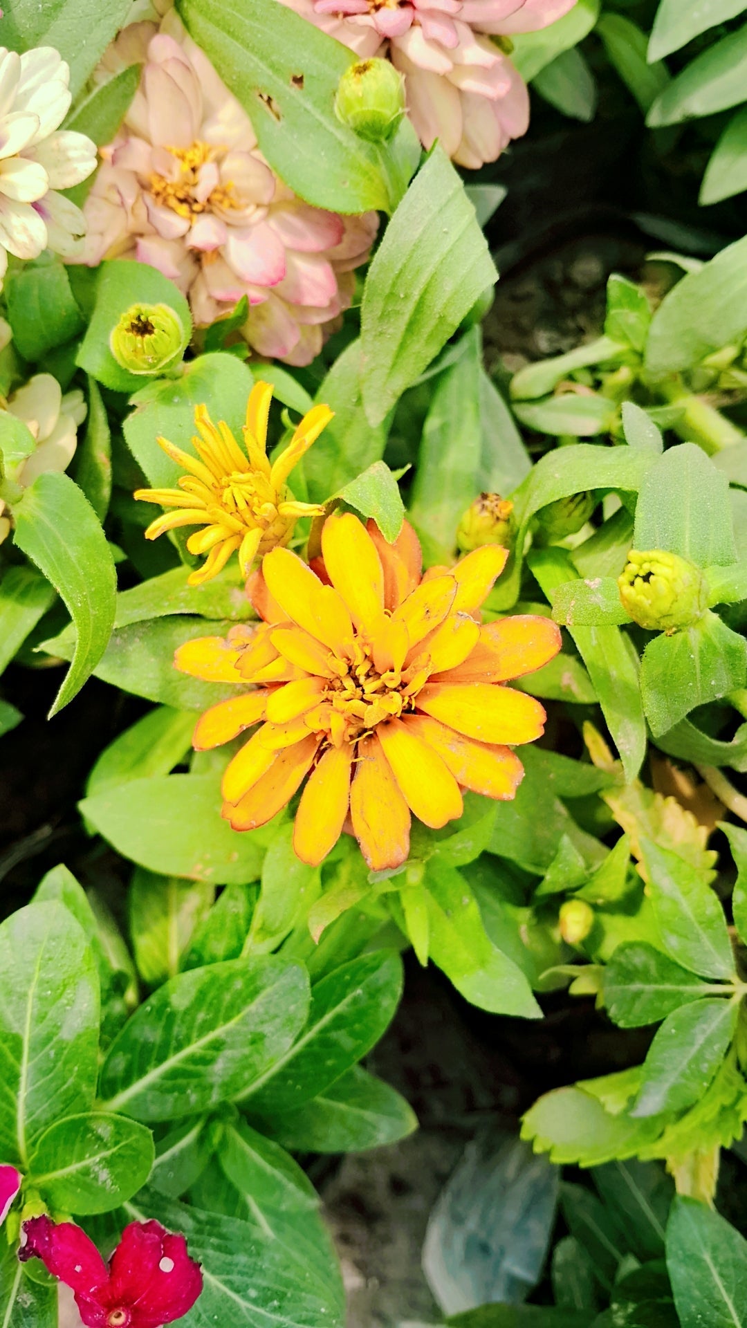 Dwarf Zinnia plant (any colour) in 4 inch polybag Plantncr