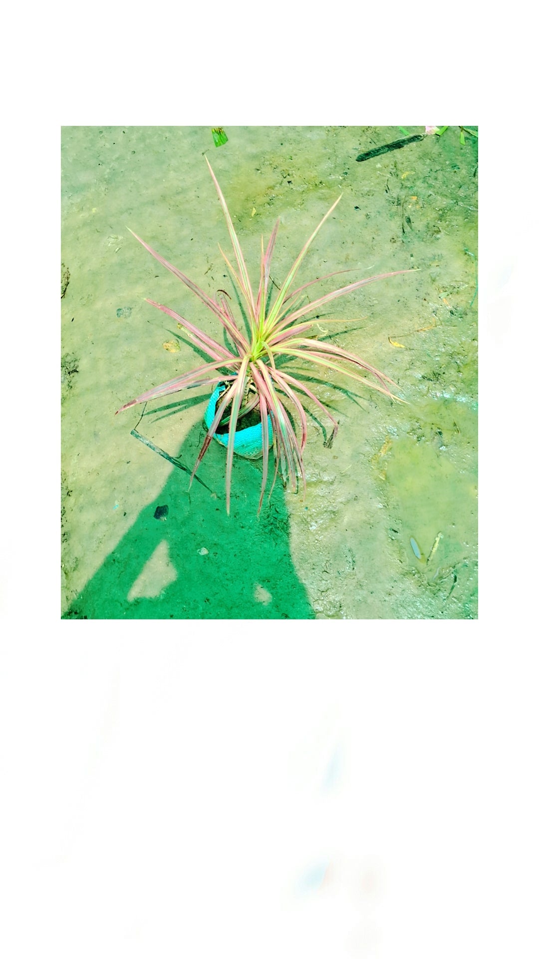 Dracaena marginata 'Colorama' plant in 4 inch nursery bag Plantncr