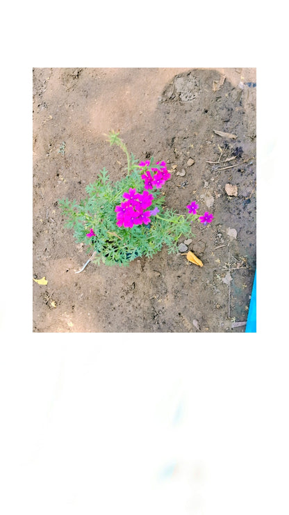 Verbena plant in 4 inch polybag Plantncr