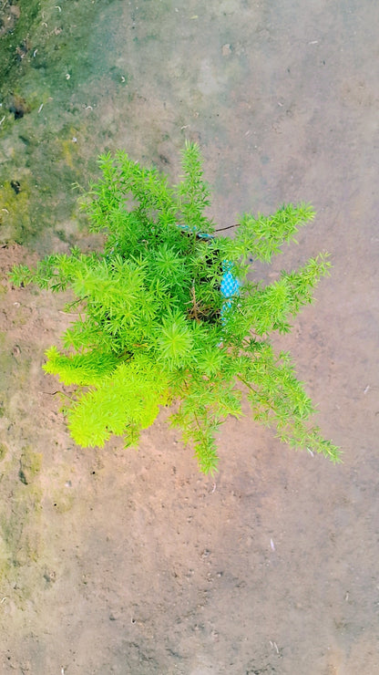 Asparagus foxtail plant in 4 inch polybag Plantncr