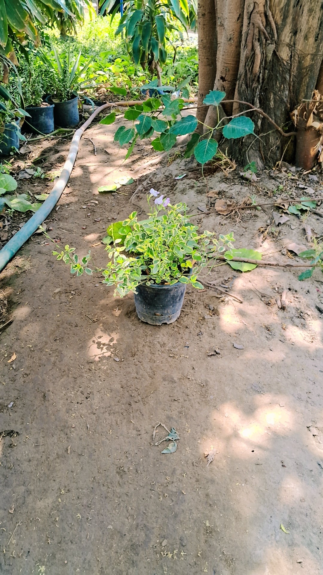 Asystasia gangetica Plant in 6 inch pot Plantncr