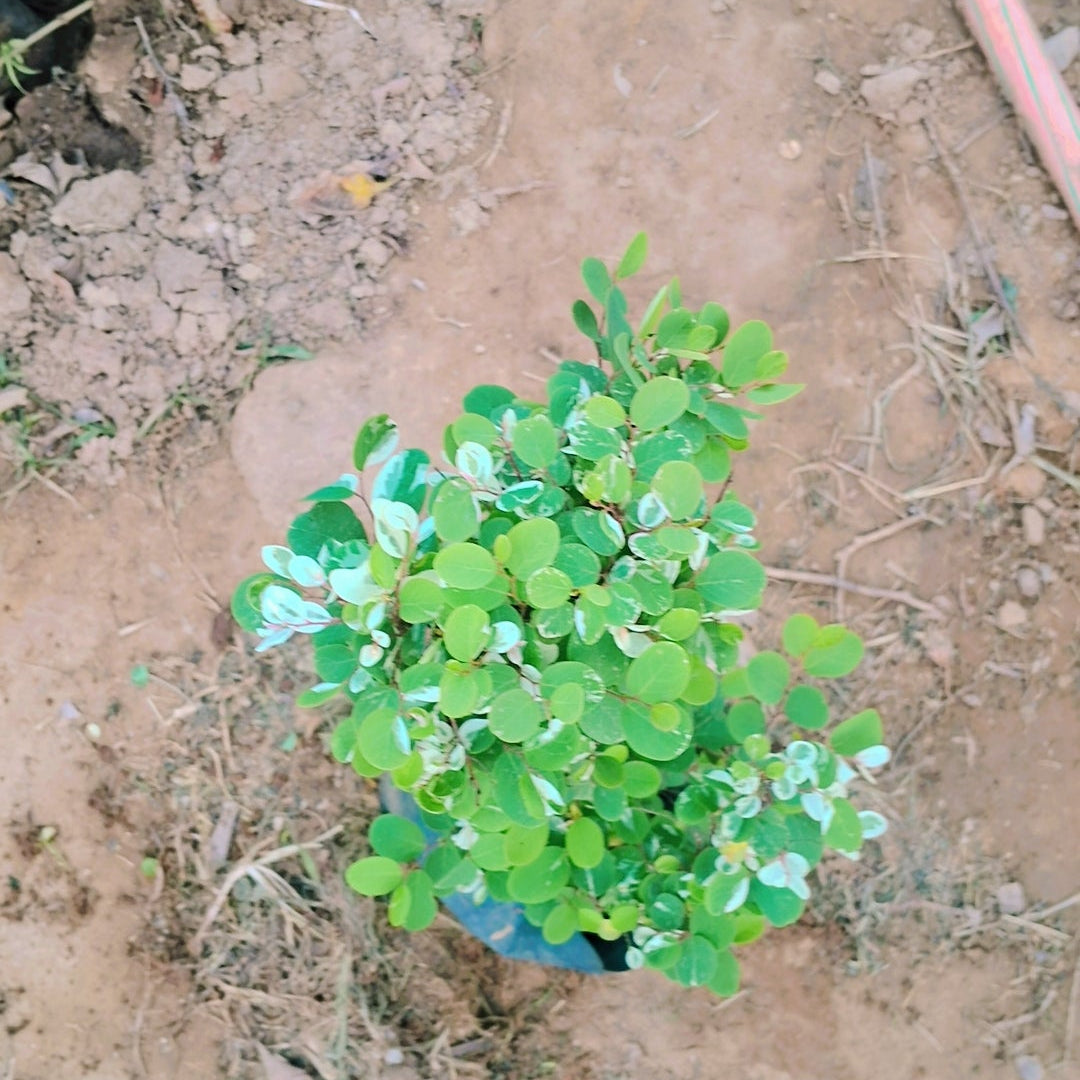 Snow Bush / Breynia plant in 5 inch polybag Plantncr