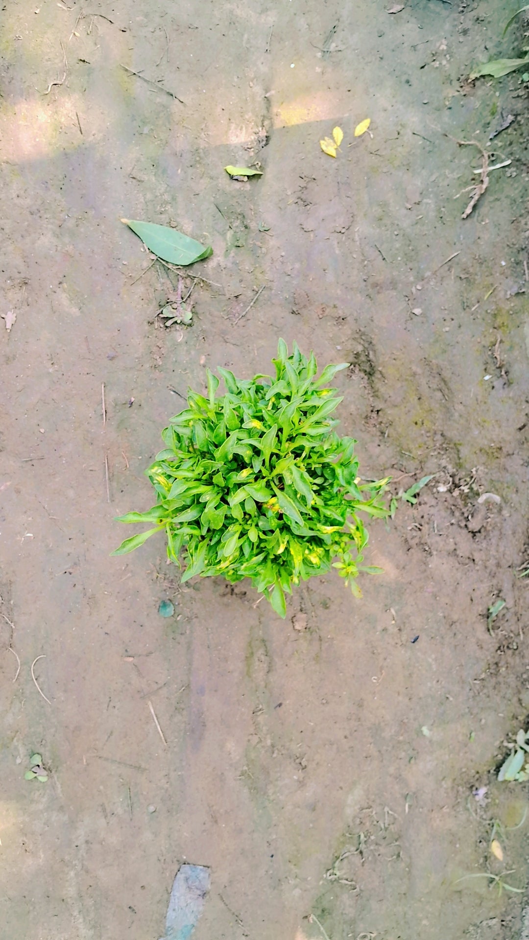Alternanthera green in 4 inch Nursery Bag Plantncr