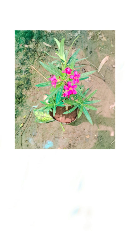 Kaner plant (Pune) in 6 inch polybag Plantncr