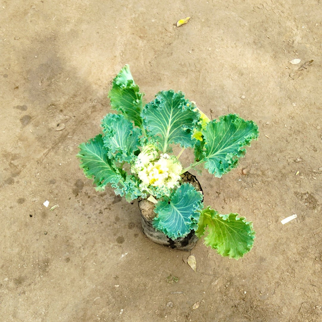 Kale plant in 4 inch nursery bag
