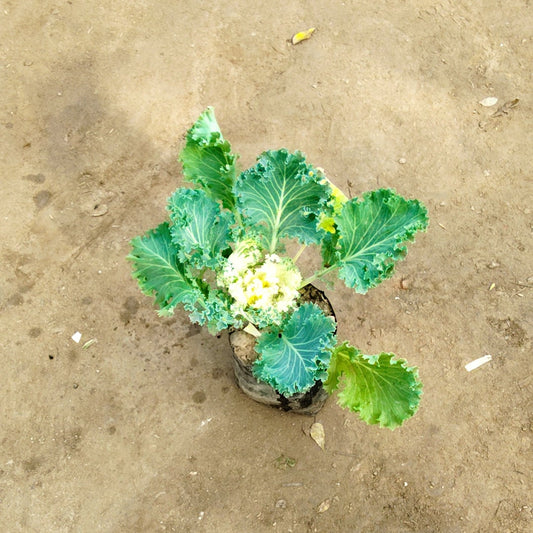 Kale plant in 4 inch nursery bag