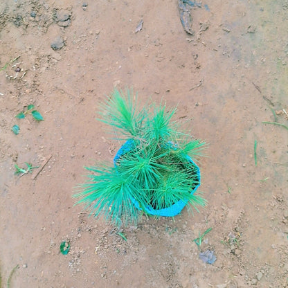 Pine / Cheer plant in 4 inch nursery bag Plantncr Plantncr