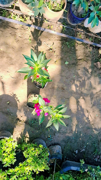 (Set of 2) Balsam seasonal flower plant in 4 inch polybag Plantncr