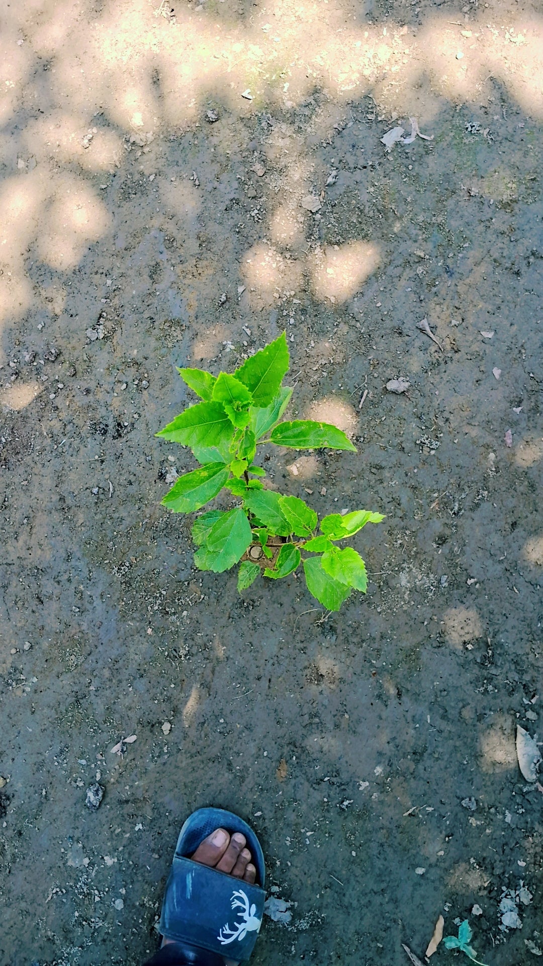 Hibiscus plant in 4 inch polybag Plantncr