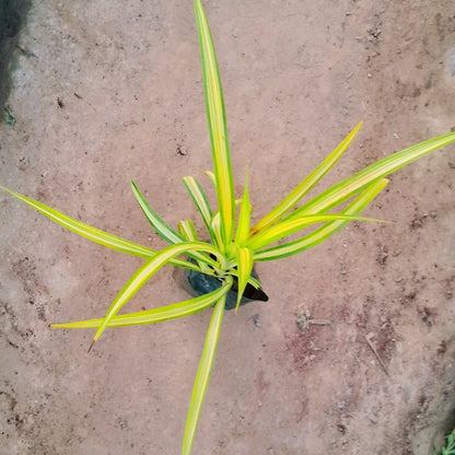 Pandanus Variegated (Golden) - Plant in 4 inch polybag Plantncr