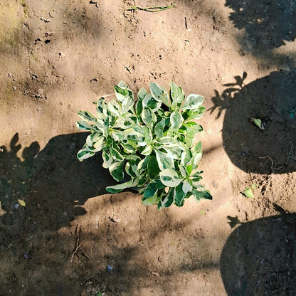 Alternanthera verigated in 4 inch Nursery Bag Plantncr
