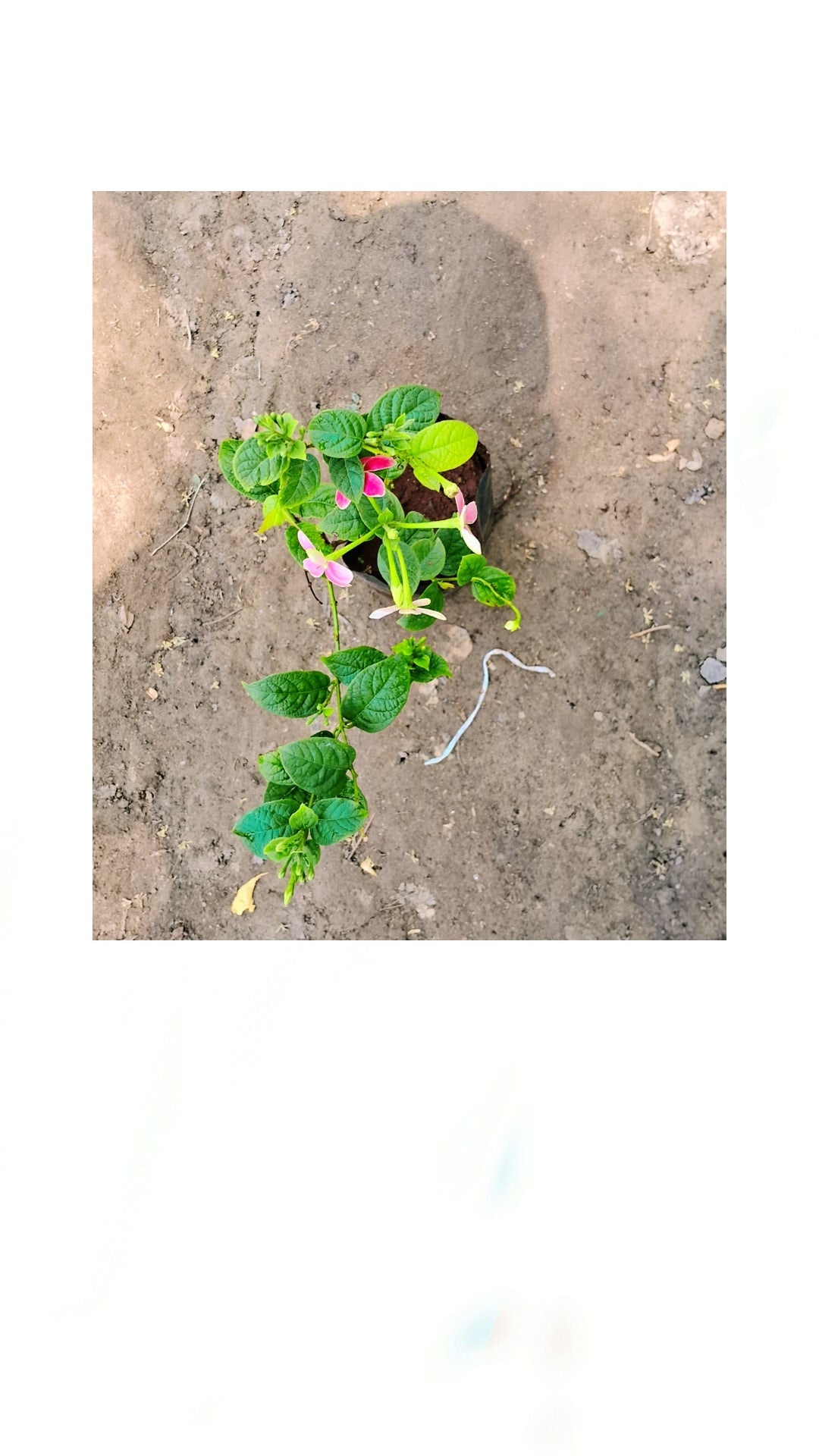 Madhumalti flower plant in 4 inch polybag Plantncr