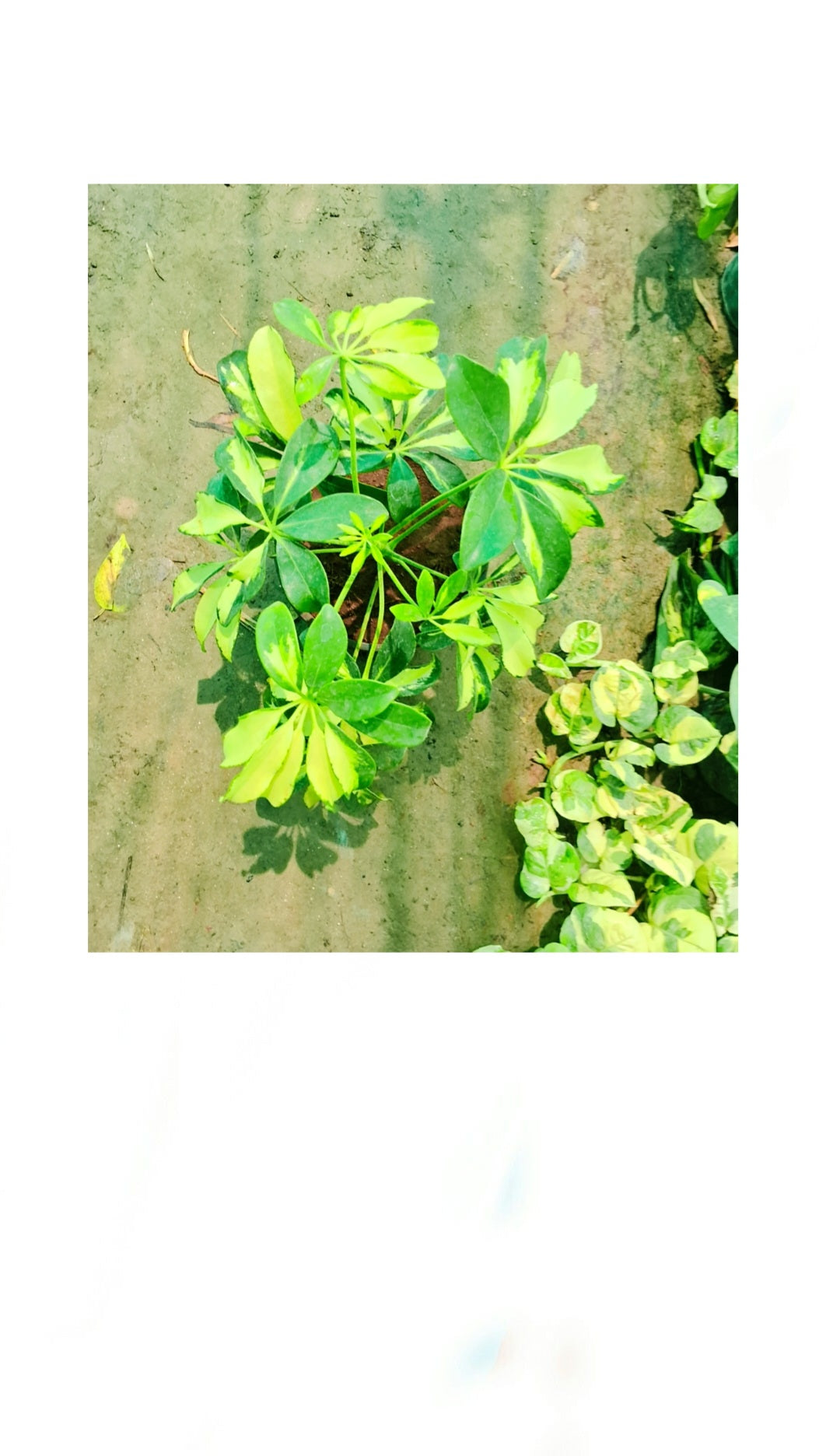 Dwarf Umbrella Plant/Schflerra Plant in 5 inch nursery bag Plantncr