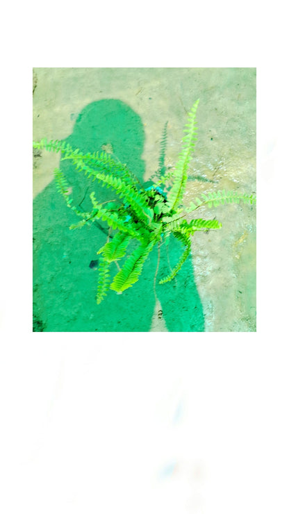 Kaner plant in 4 inch polybag (Copy) Plantncr