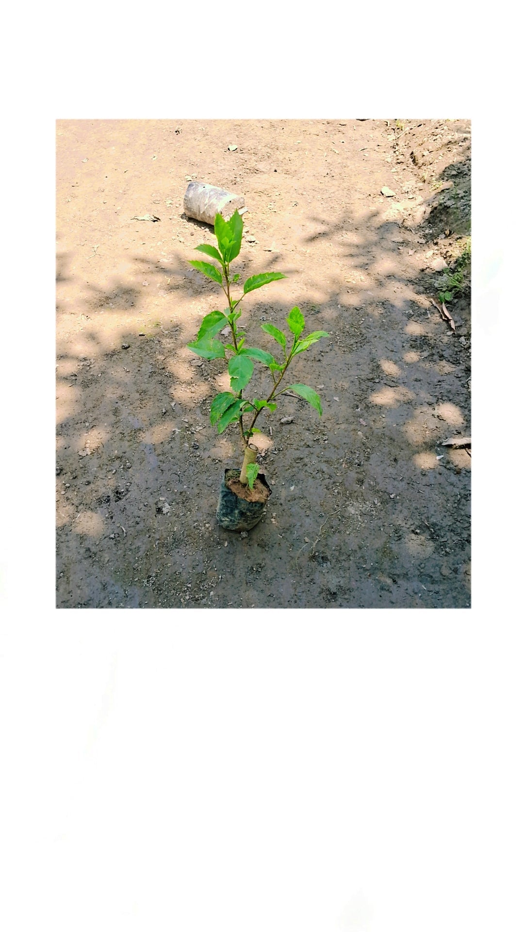 Hibiscus plant in 4 inch polybag Plantncr