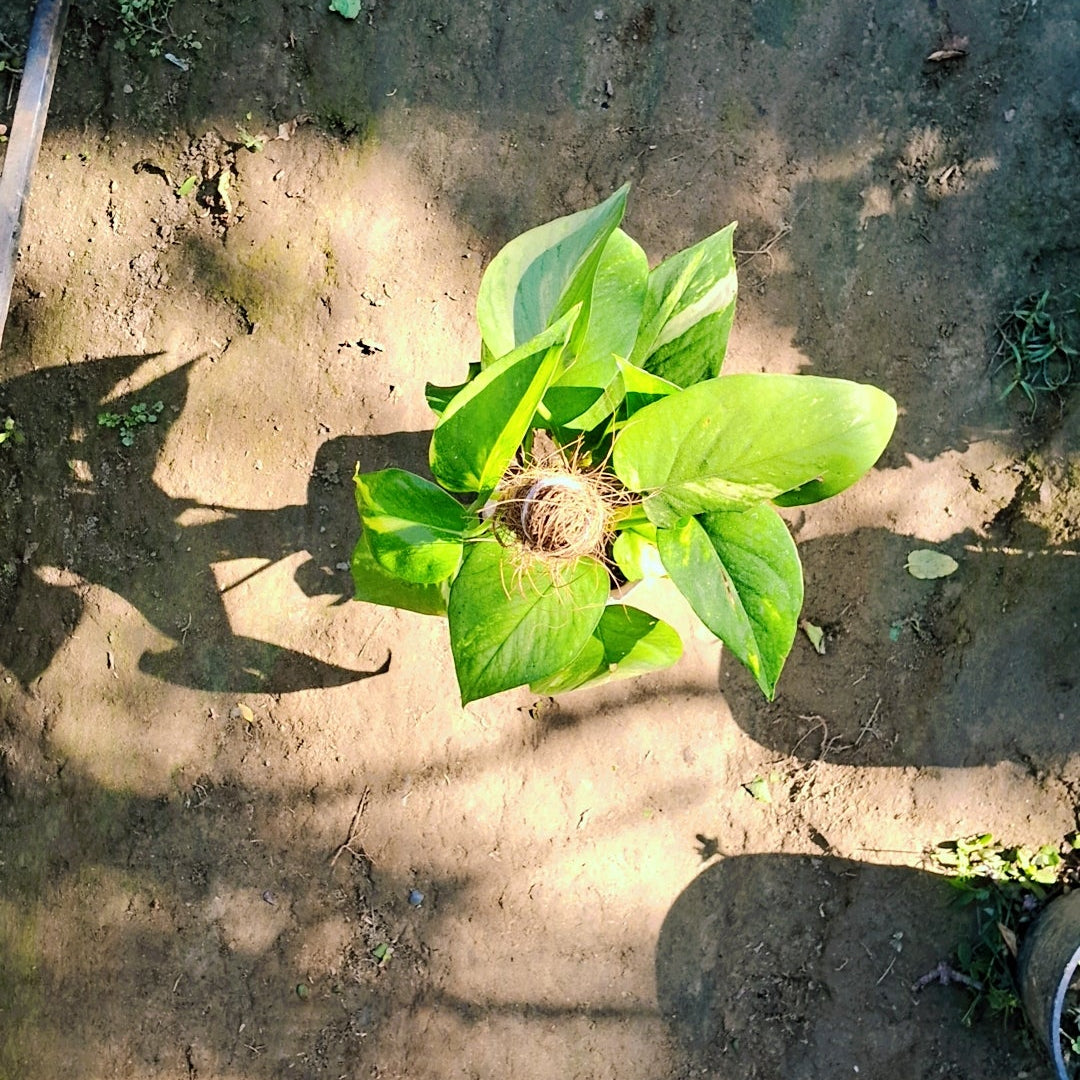 Money plant big leaf in 6 inch nursery bag Plantncr