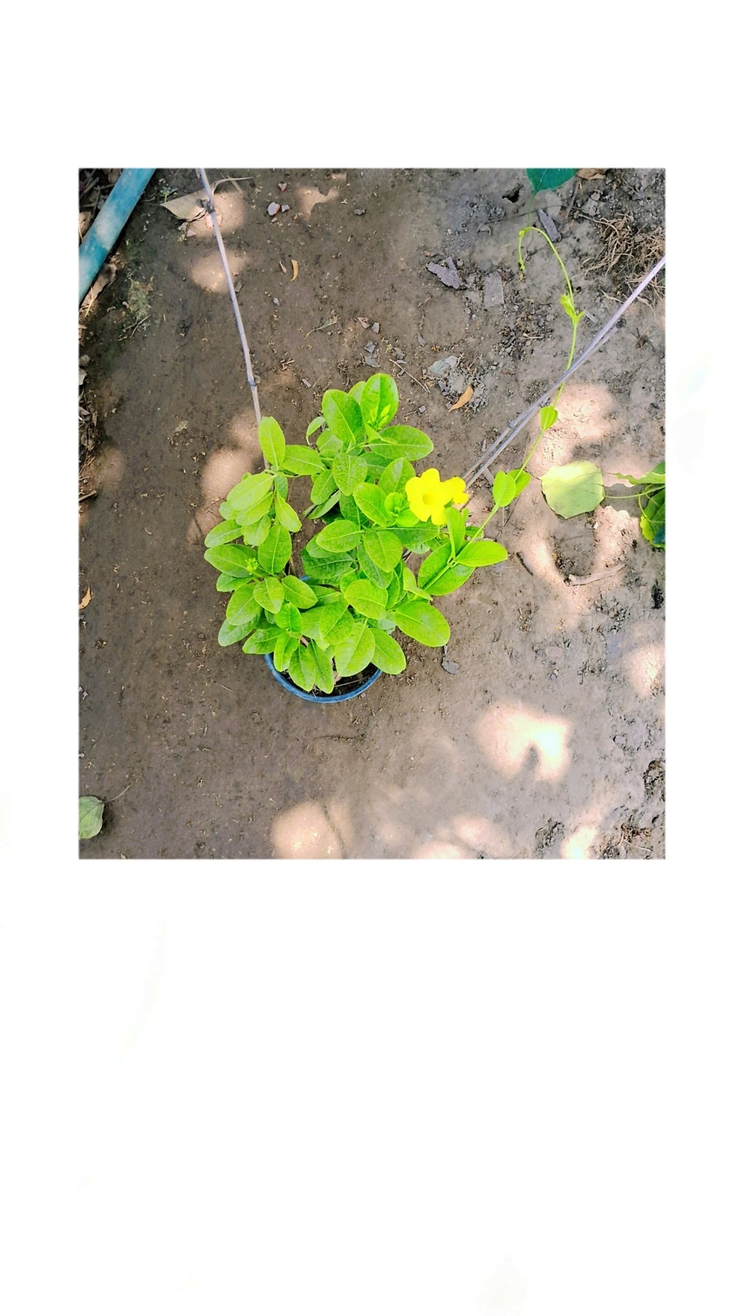 Almonda plant in 6 inch pot Plantncr