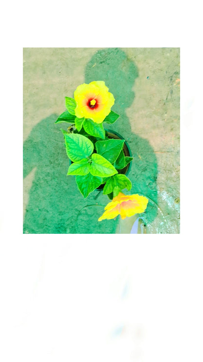 Yellow hibiscus In 6 inch pot Plantncr