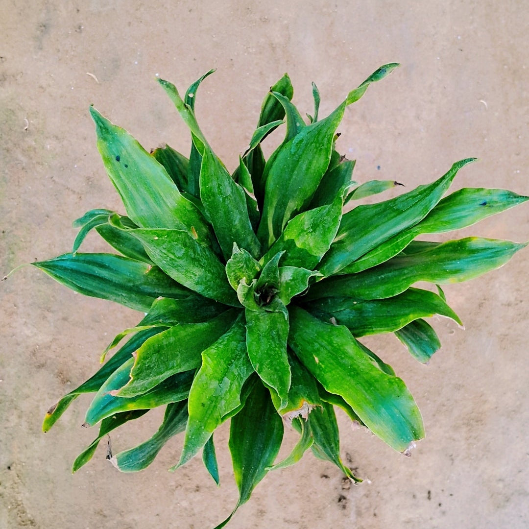 Dracaena Compacta indoor plant in 6 inch nursery bag Plantncr