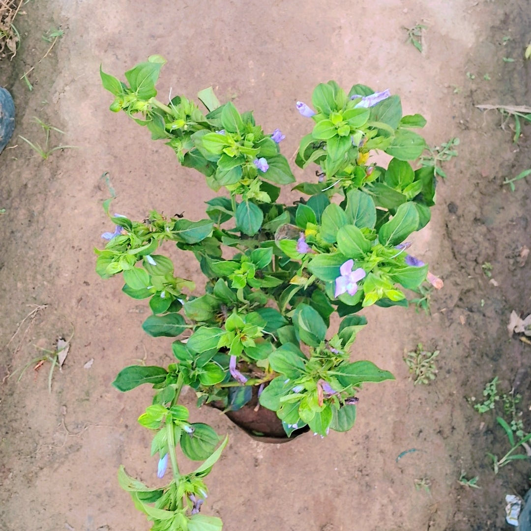Barleria cristata - Philippine Violet, Flower Plant in 5 inch polybag Plantncr
