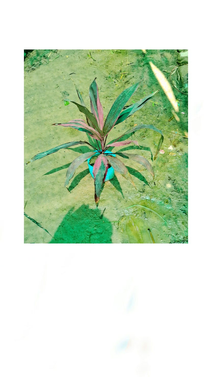Dracaena Mahatma plant in 5 Inch Nursery bag Plantncr