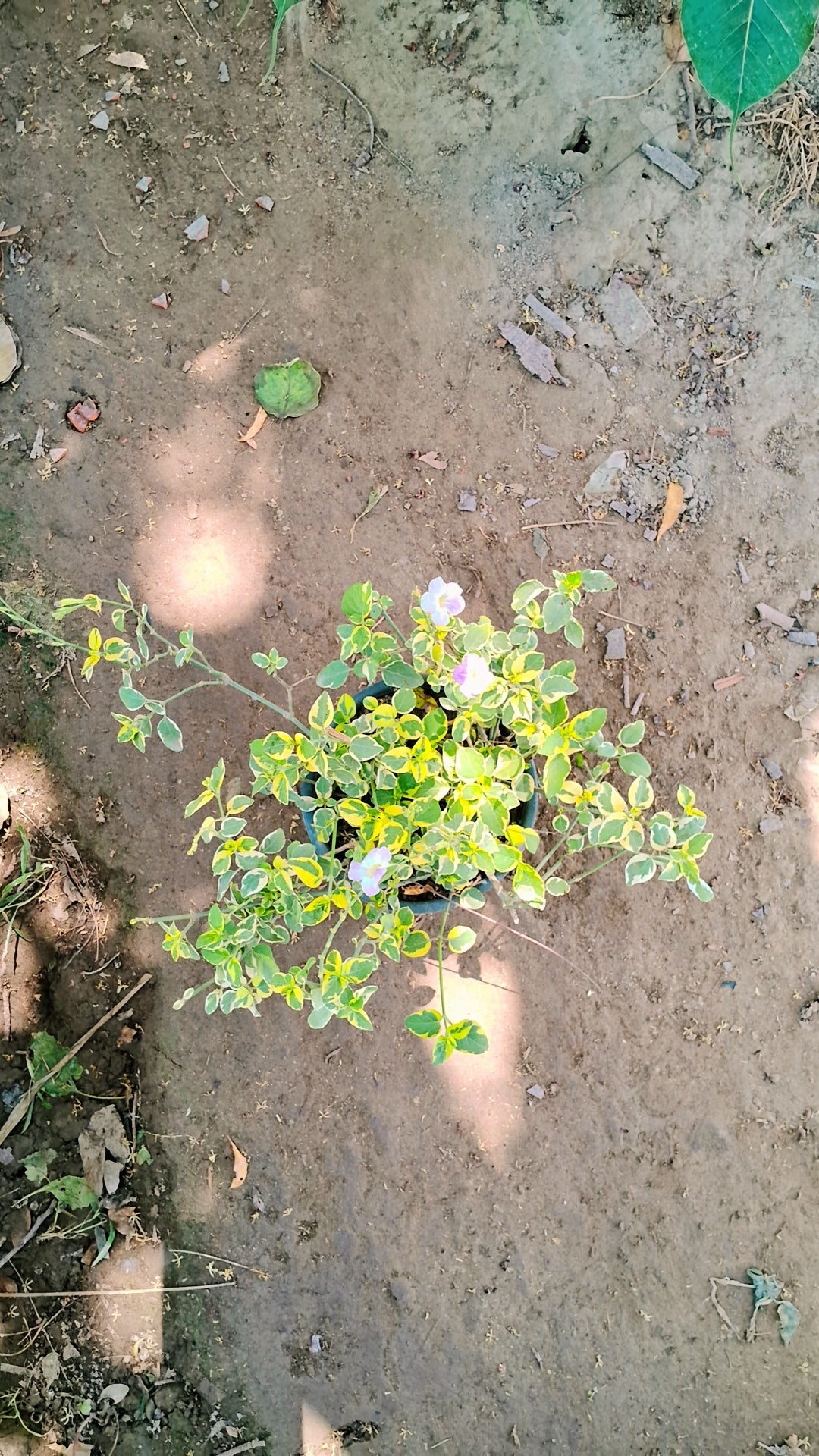 Asystasia gangetica Plant in 6 inch pot Plantncr