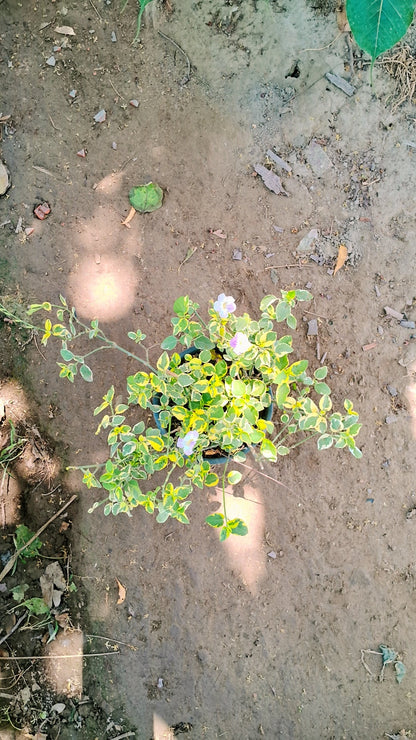 Asystasia gangetica Plant in 6 inch pot Plantncr