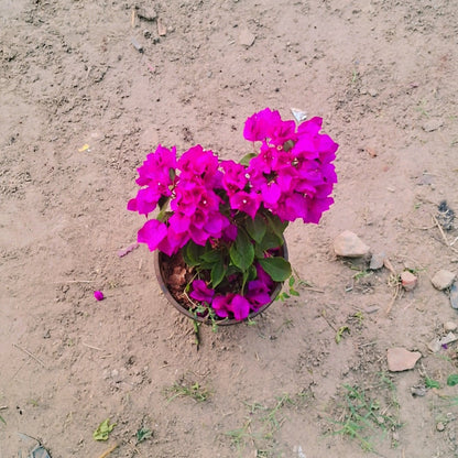 Dwarf Bougainvillea plant in 6 inch black pot Plantncr