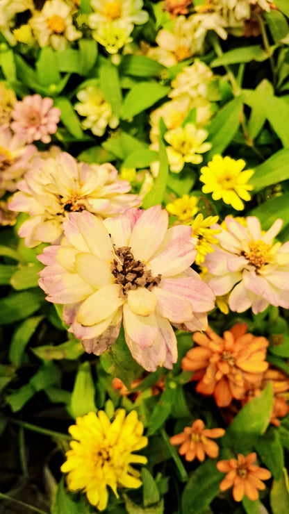Dwarf Zinnia plant (any colour) in 4 inch polybag Plantncr