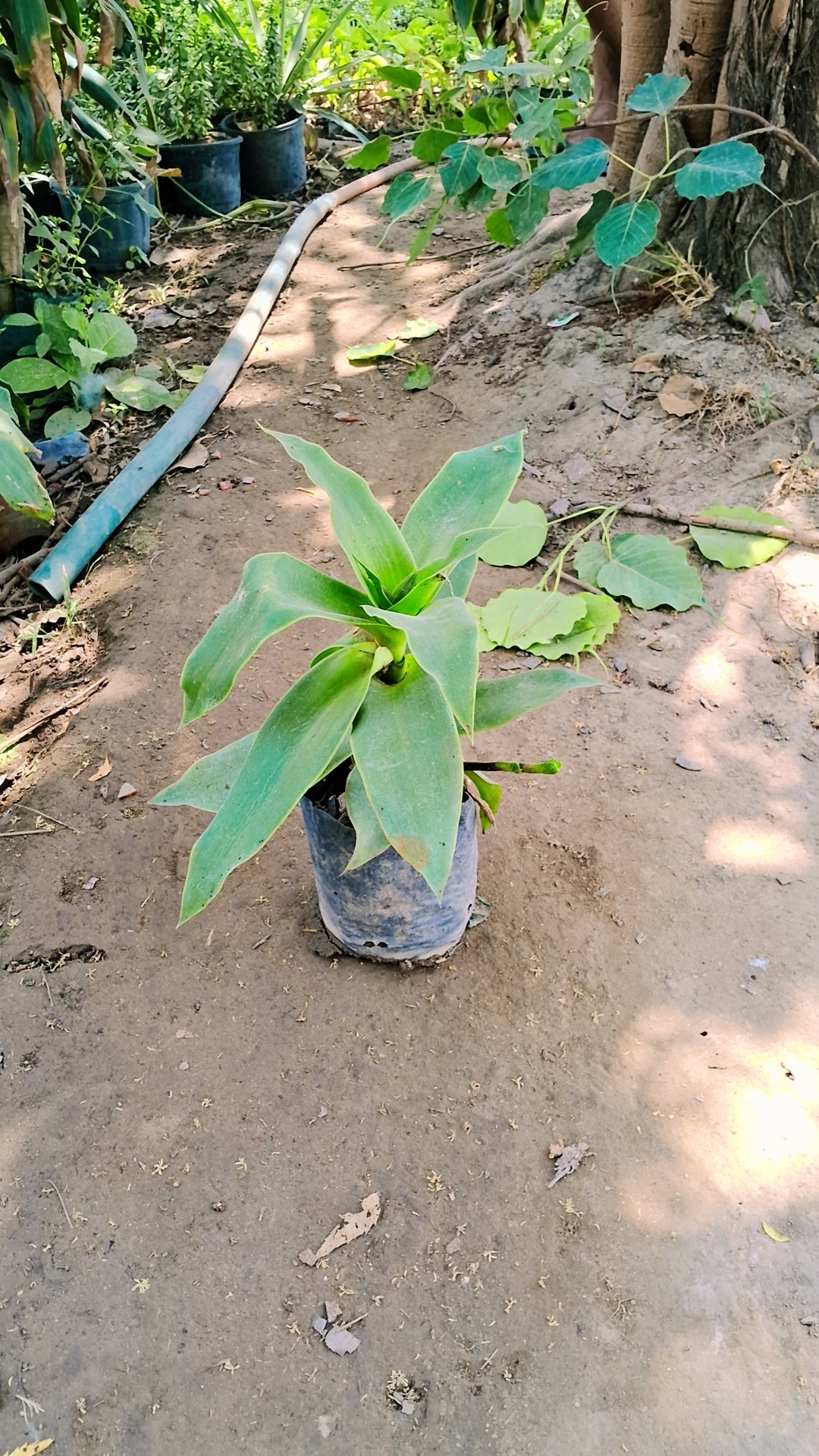 CALLISIA FRAGRANS, Basket Plant, Chain Plant in 5 inch polybag Plantncr