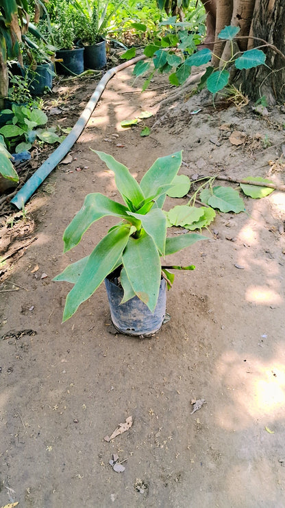 CALLISIA FRAGRANS, Basket Plant, Chain Plant in 5 inch polybag Plantncr