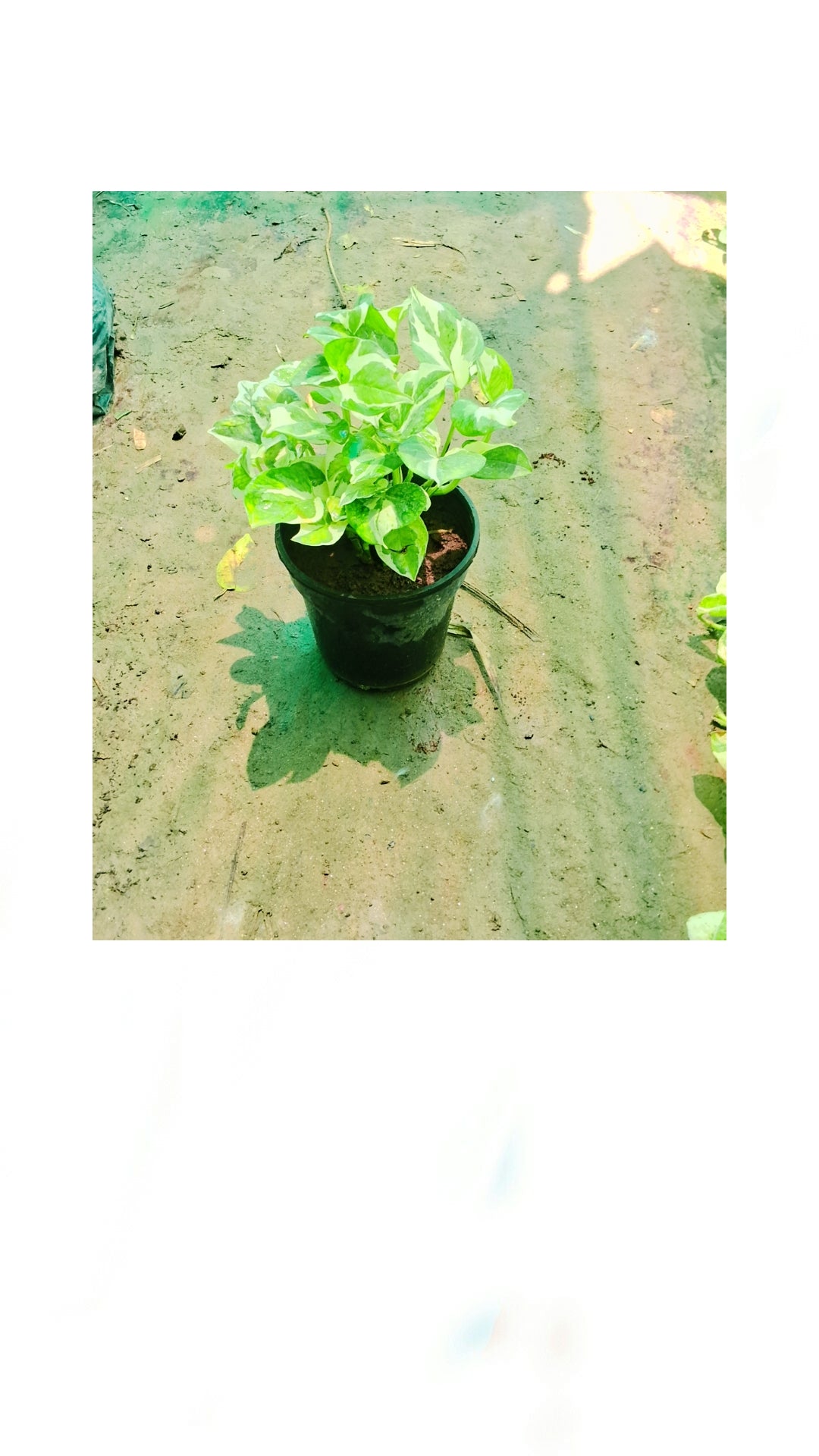 variegated money plant (Pune variety) in 6 in pot Plantncr