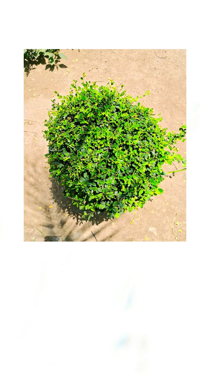 Malpighia ball plant in 16 inch pot Plantncr